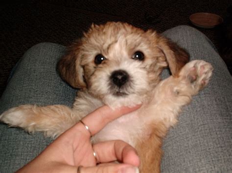 Yorkie Bichon (Bichon Frise, Yorkshire Terrier mix), Info, Pictures