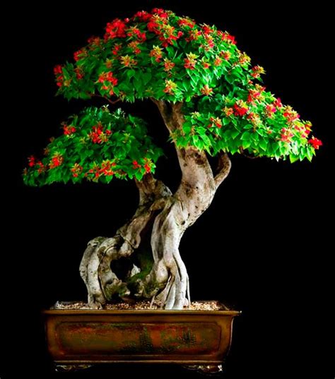 26 Pictures Of Flowering & Fruiting Bonsai Trees Will Make You Re ...