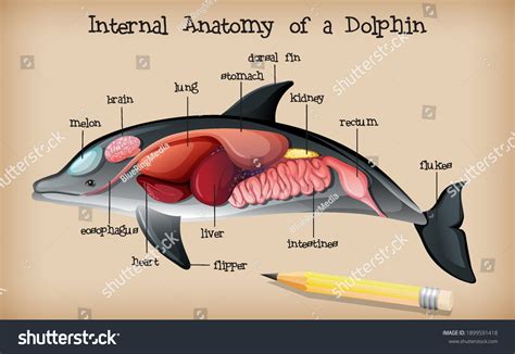 Dolphin anatomy Images, Stock Photos & Vectors | Shutterstock