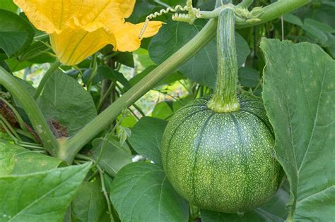 How to Hand-Pollinate Your Pumpkin Plants | Gardener’s Path