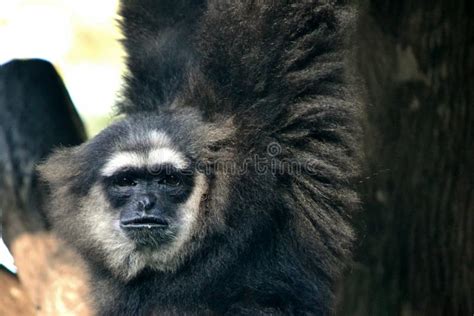 Black Gibbon stock photo. Image of gibbon, wild, mammals - 62450010