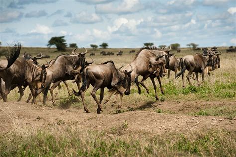 Experience the Spectacular Serengeti Migration