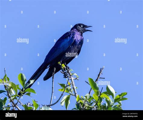 Rüppell's starling (Lamprotornis purpuroptera), Masai Mara National Park, Kenya Stock Photo - Alamy