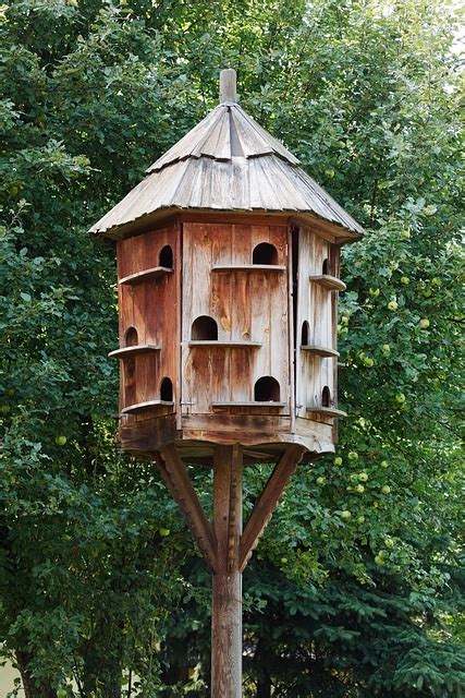 Free photo: Birdhouse, Box, Brown, Dove - Free Image on Pixabay - 71507