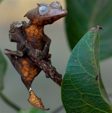 Lizards: Leaf Tailed Gecko | hubpages