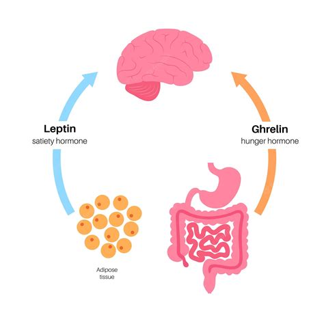 Premium Vector | Appetite and hunger hormones insulin ghrelin incretin ...