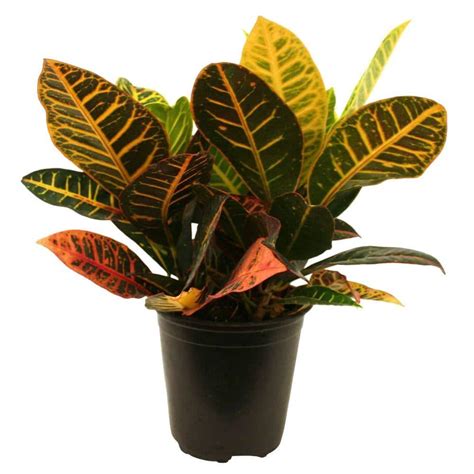 Delray Plants Croton Petra in 6 in. Pot-6CROTON - The Home Depot