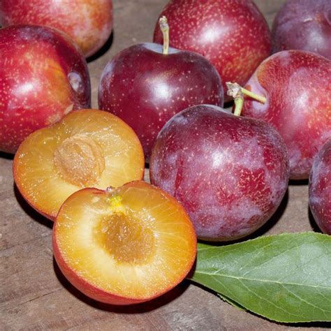 SWEET TREAT PLUERRY PLUM-Live Fruit Tree 4'-6' TALL TRIMMED BARE ROOT ...