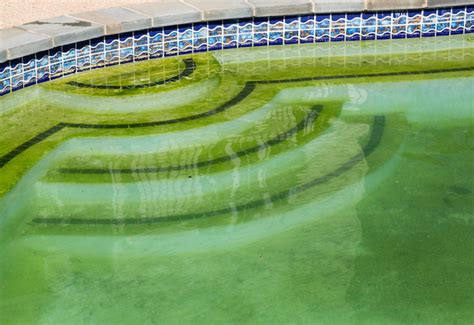 How to Fix a Green Swimming Pool: 8 Steps to Clear it Up - Pool Owners Academy