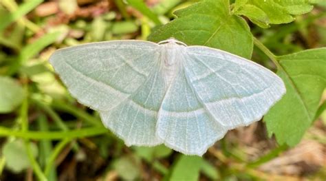 Geometer Moths – Seashore to Forest Floor