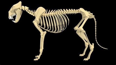 Lion Skeleton | Animal skeletons, Lion skeleton, Cat anatomy