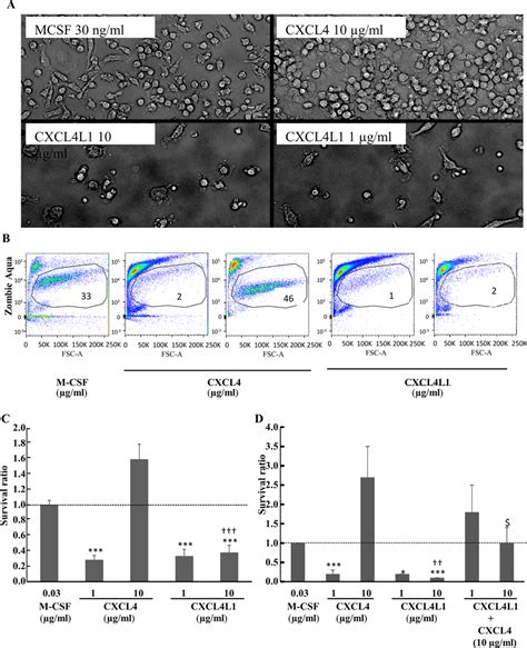 In contrast to CXCL4L1, CXCL4 induces morphological changes in ...