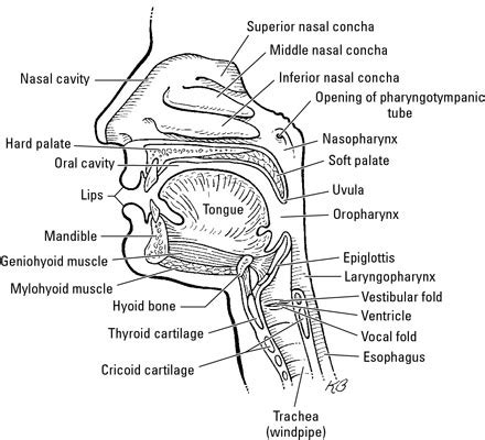 An Overview of the Oral Cavity - dummies