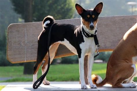 What Colors Do Basenji Dogs Come In? Standard & Rare