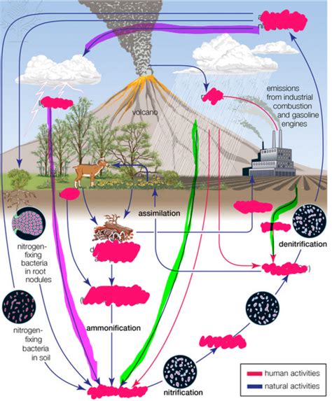 process of nitrification labels pt 2 Diagram | Quizlet