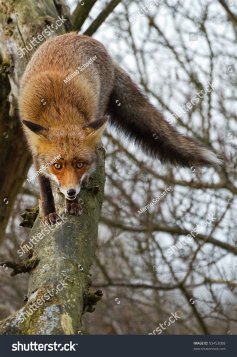 A Red Fox Climbing A Tree Stock Photo 93453088 : Shutterstock