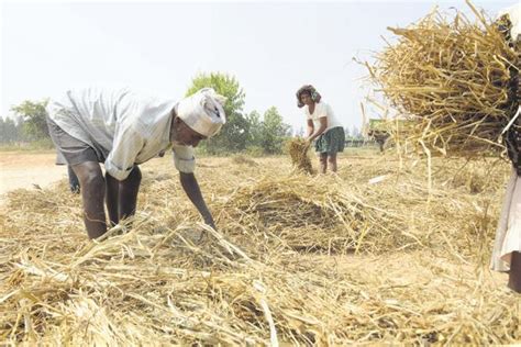 How farmers in India are adapting to climate change - Livemint