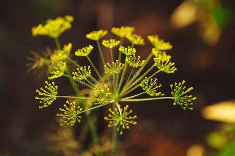 Macro Photo of Seeds Growing Dill in the Greenhouse. Stock Image - Image of sprouts, dill: 142038489