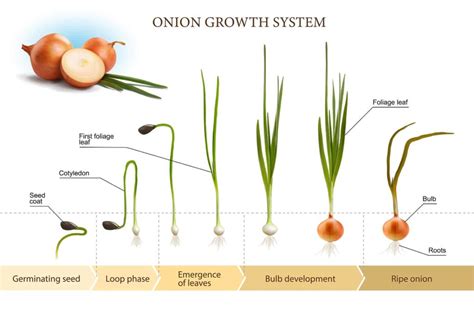 When to Plant Onion Seeds - My Blog