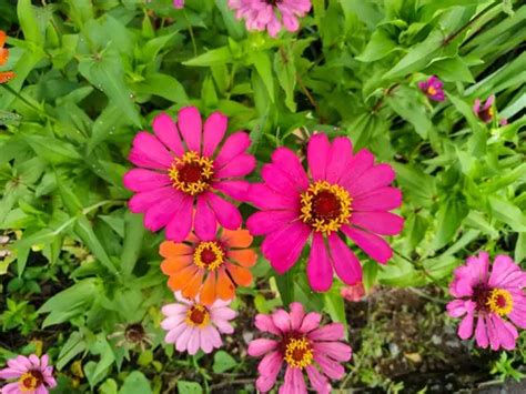 Why Are My Zinnia Leaves Turning Brown? 5 Causes, Solutions & Best Care Tips