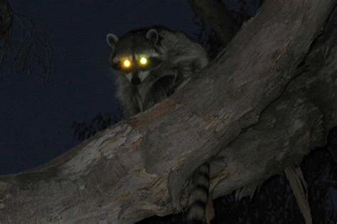 Nocturnal Animals in Florida (9 Species With Pictures) - Wildlife Informer