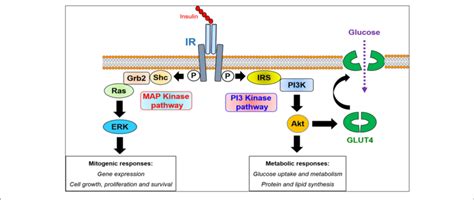 | Intracellular insulin receptor signaling. The binding of insulin to... | Download Scientific ...