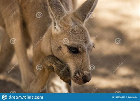 Kangaroo Joey stock photo. Image of australia, nature - 139896310