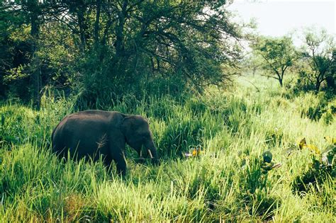 National parks in Sri Lanka that welcome visitors - Best Sri Lanka Tours