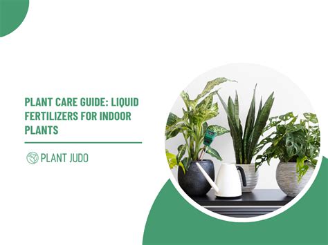 Best Liquid Fertiliser For Indoor Plants | Get Healthy Plant