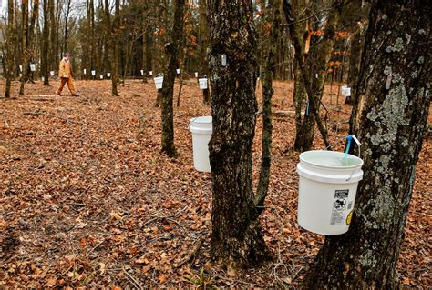 Could maple syrup be a climate change solution? | Salon.com