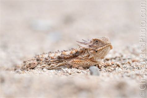 Regal Horned Lizard — Nature Photography Blog