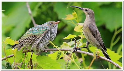 Brood Parasite - Klaas's Cuckoo - Brink's Photographic Journey