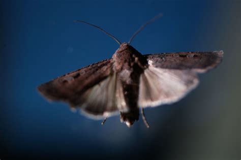 Bogon moth added to International Union for Conservation of Nature Red List