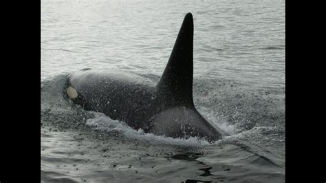 Killer Whale - National Geographic Documentary - YouTube