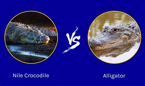 Caiman Alligator Crocodile Difference