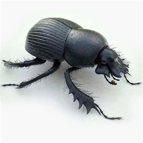 Dung_Beetle_00.jpg34388259-7a69-4418-b124-a75835509a69Original.jpg (1200×1200) | Beetle, Weird ...