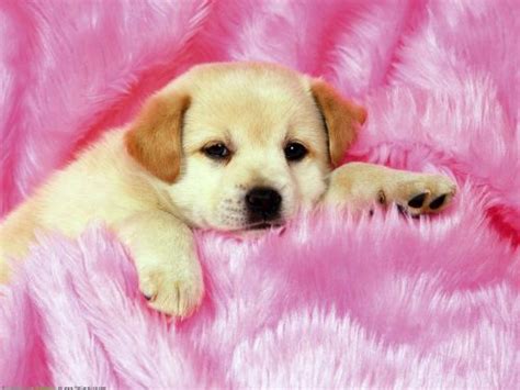 Cute Dog Wallpaper - NawPic