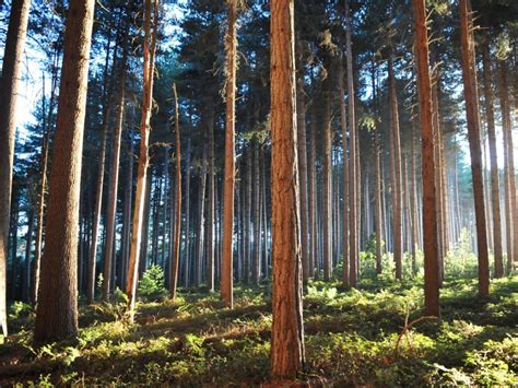 Where Do Sugar Pine Trees Grow: Facts About Sugar Pine Trees