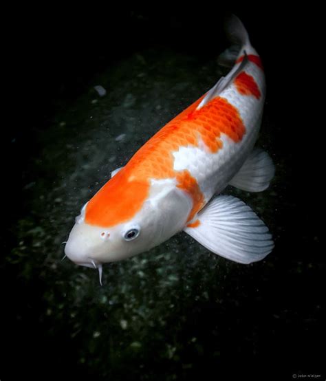 Pin by Joee Sami on Aquaculture | Koi, Koi fish, Fish