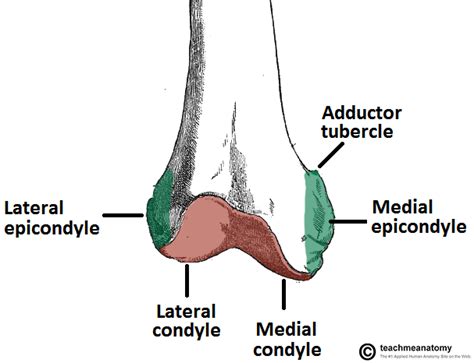 Femur Anatomy and Attachments | Bone and Spine