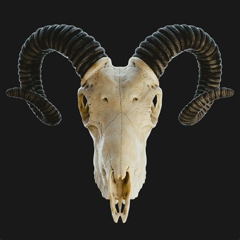 Goat Skull Drawing Reference - Skull Shaman Viking Horned Costume Mask ...