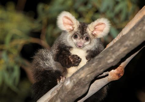 Creating homes for Australia's largest gliding possum, the Greater Glider - Greening Australia ...