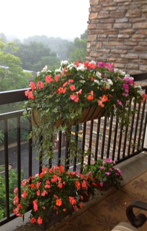 Last summer's balcony flowers | Balcony flowers, Plants, Summer