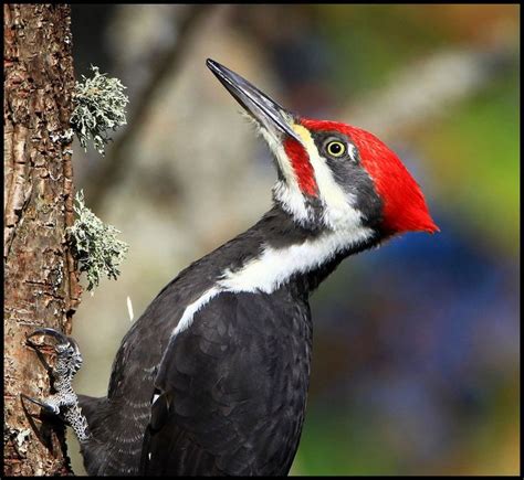 Pin by GC fiti on Temperate Deciduous Forest (Spring) | Deciduous forest animals, Woodpecker ...