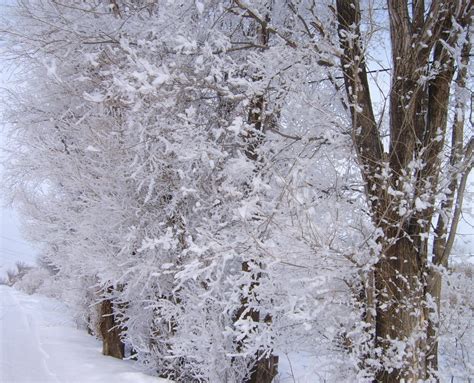 Snowy Trees Free Photo Download | FreeImages