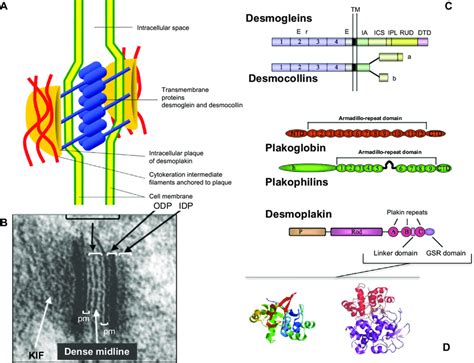 Schematic representation of desmosome and its components. Notes:... | Download Scientific Diagram