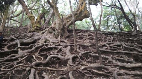 Exploring the mysterious Guna Caves near Kodaikanal