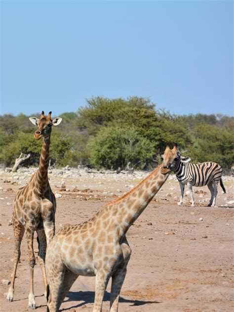 This zebra giraffe hybrid. : r/confusing_perspective