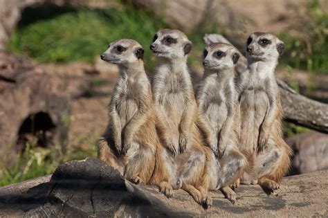 A strong company, the group form a system. African animals meer Pyrography by Michael Semenov ...