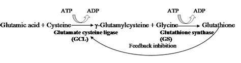 Glutathione Biochemistry | Glutathione Synthesis Enzymes | Glyteine